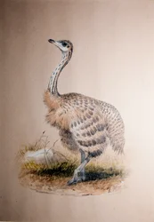 Strauß, ca. 1850